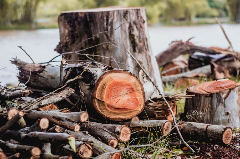 wood tree