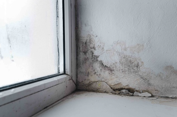 mold spot